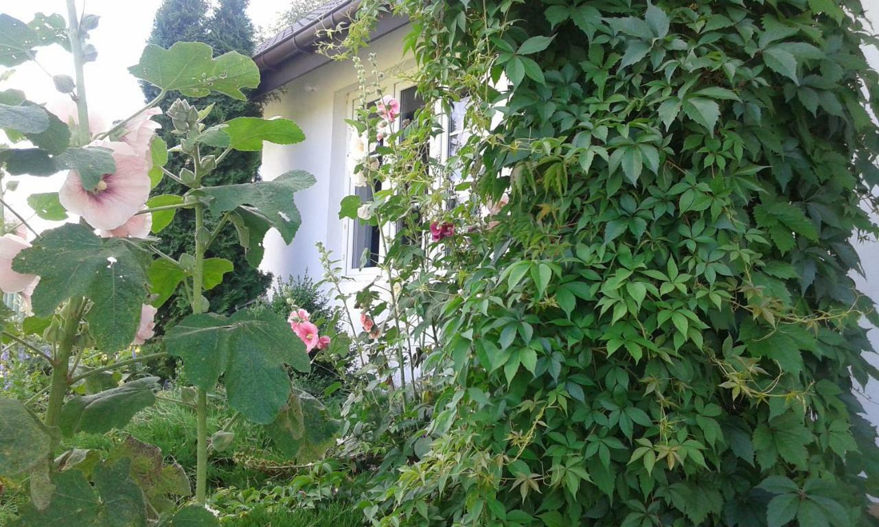 Bizon Guest House Sadowne Eksteriør bilde